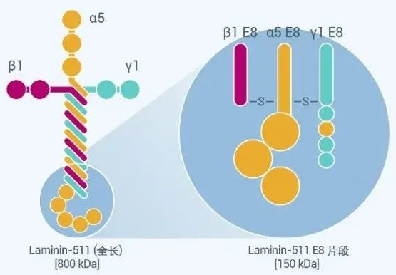 ֻiPSϸiMatrix-511 Laminin (ճ)E8!
